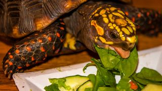 Tortoise eating spinach and veg