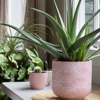 large indoor potted aloe vera plant in pink ceramic pot with other house plants