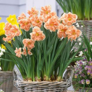 'Apricot Swirl' daffodil