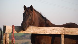 black horse looking over field gate