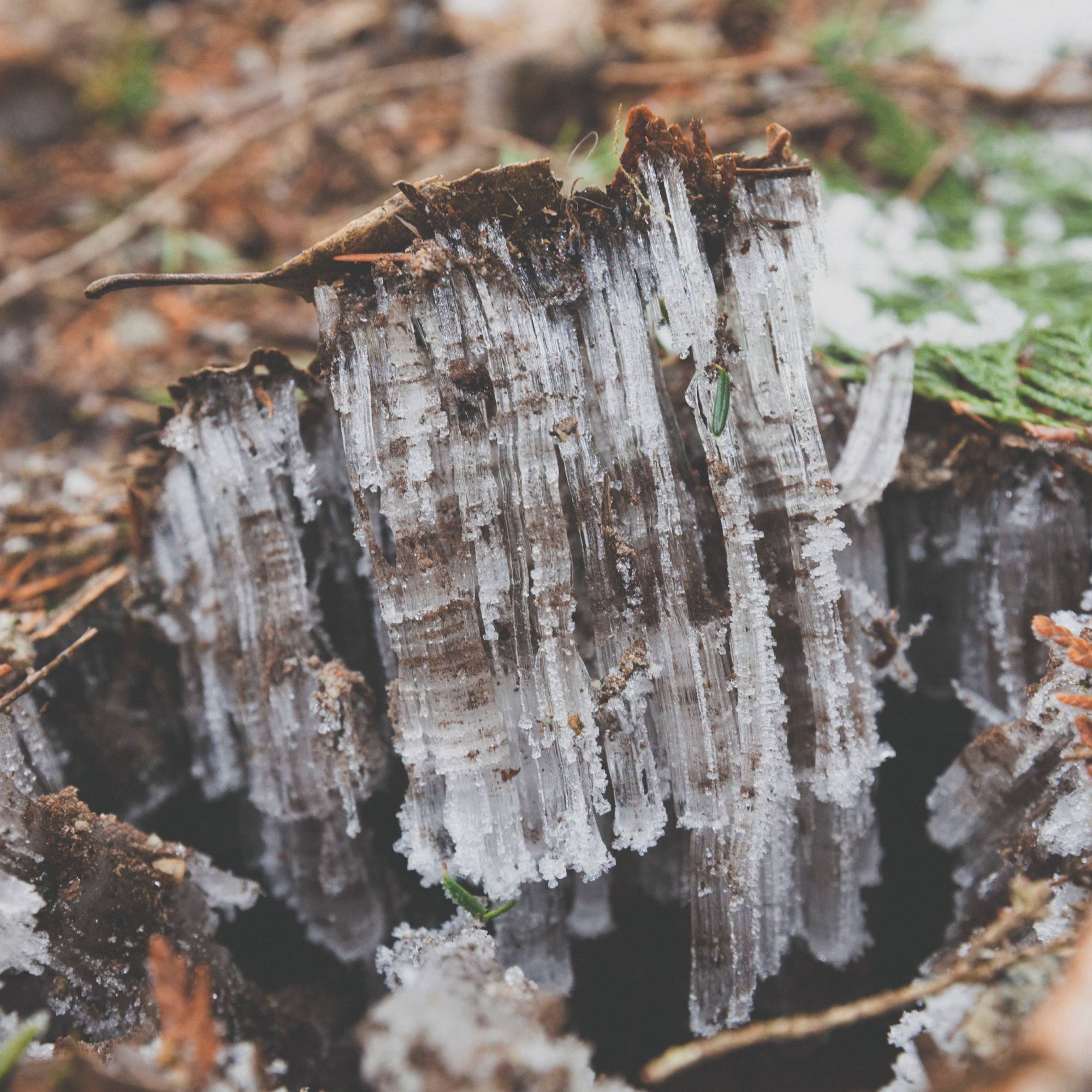 Frost heave in forest