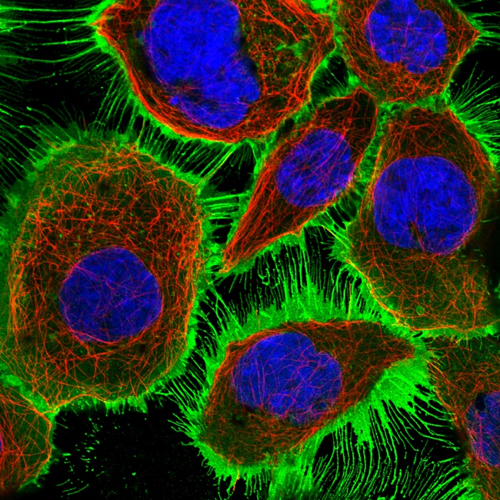 Human 'Atlas' Reveals Where Proteins Reside in the Body | Live Science