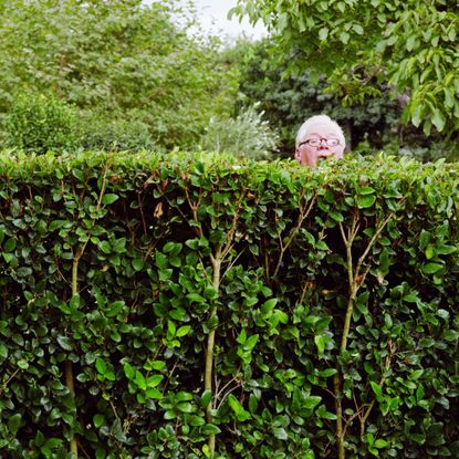 Man peering over hedge