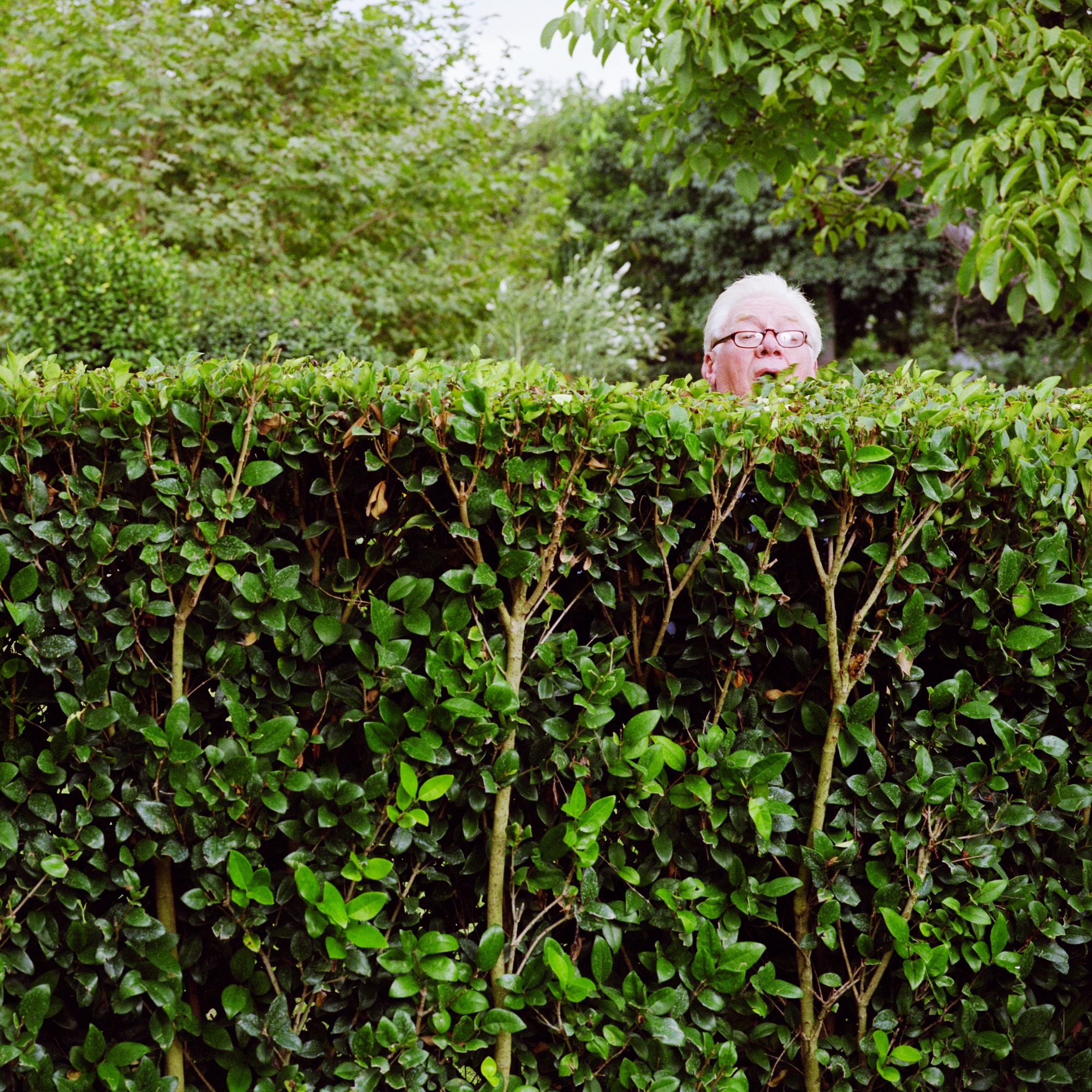 Man peering over hedge