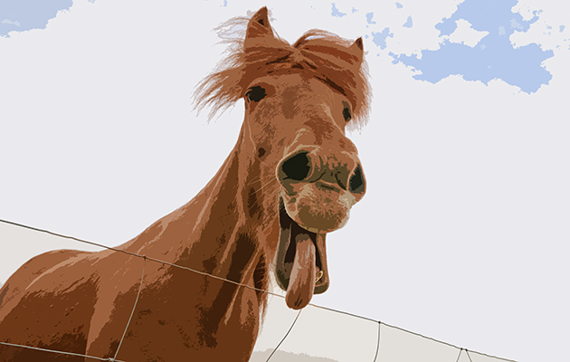 Horse jokes to make your laugh, just like this horse