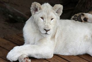 white African lion