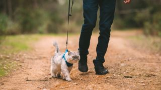 Cat walking on trail