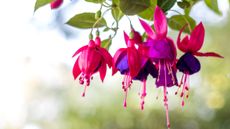Fuchsia detail of blooms