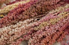Multicolored Quinoa Plants