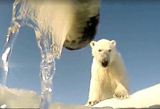 A female polar bear wearing a body cam play fights with another polar bear in the southern Beaufort Sea.