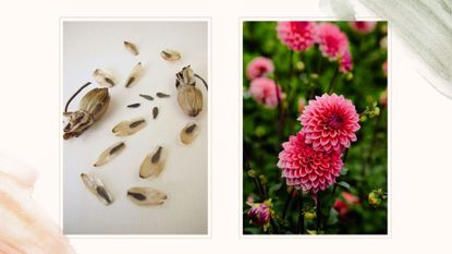 composite of dahlia seeds and full grown pink dahlia flowers in a garden -