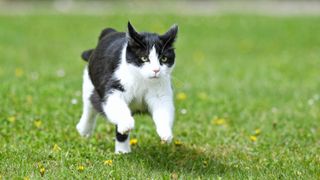 Black and white cat running through grass