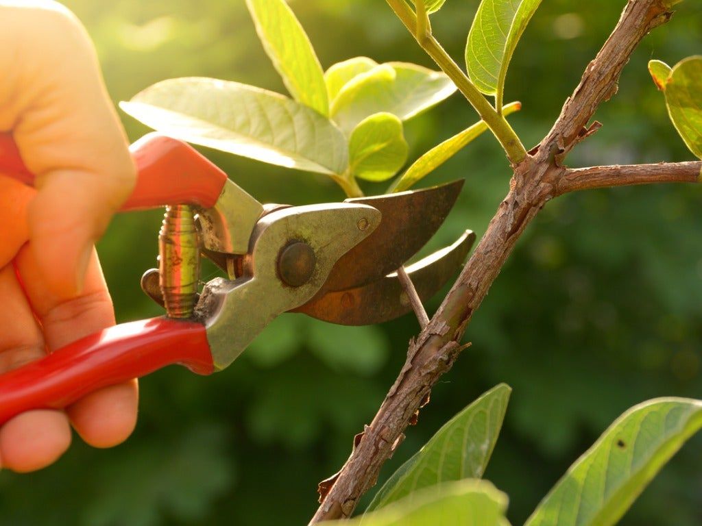 Gardener Pruning Plant