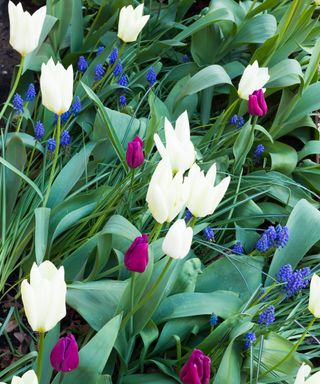 Tulip bulbs in spring, tulips in a garden