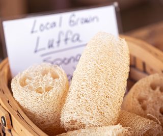 The gourd luffa can be used as loofahs for bathing and washing up