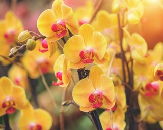 Yellow flowers of moth orchid