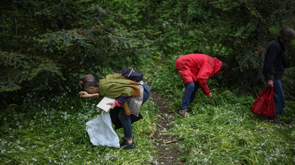Foragers pick wild garlic 