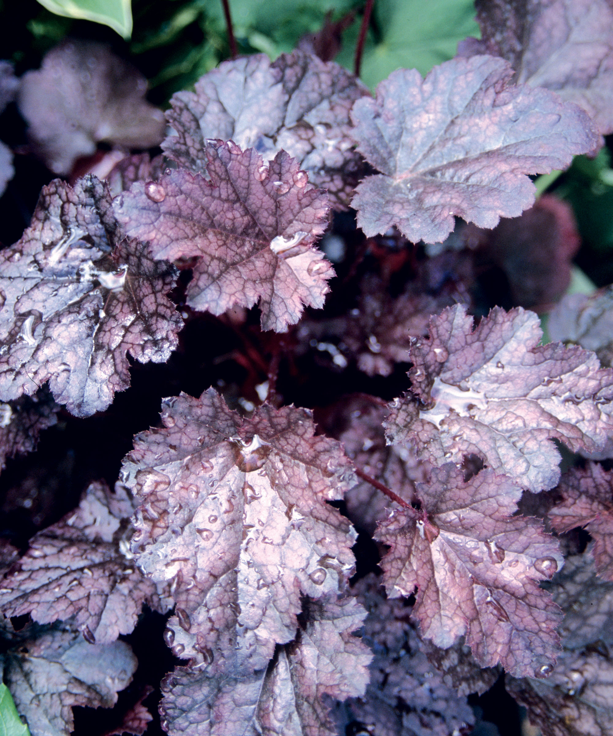 A close-up shot of coral bells leaves