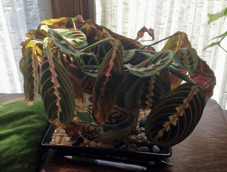 Yellow Wilting Leaves On A Potted Prayer Plant