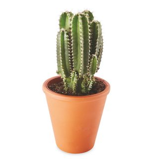 cactus pant pot