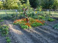 Vegetable Garden With Flowers And A Scarecrow