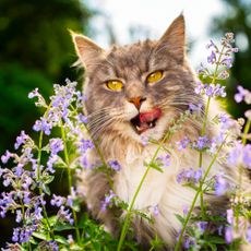Maine cat licking his lips among stems of catmint flowers