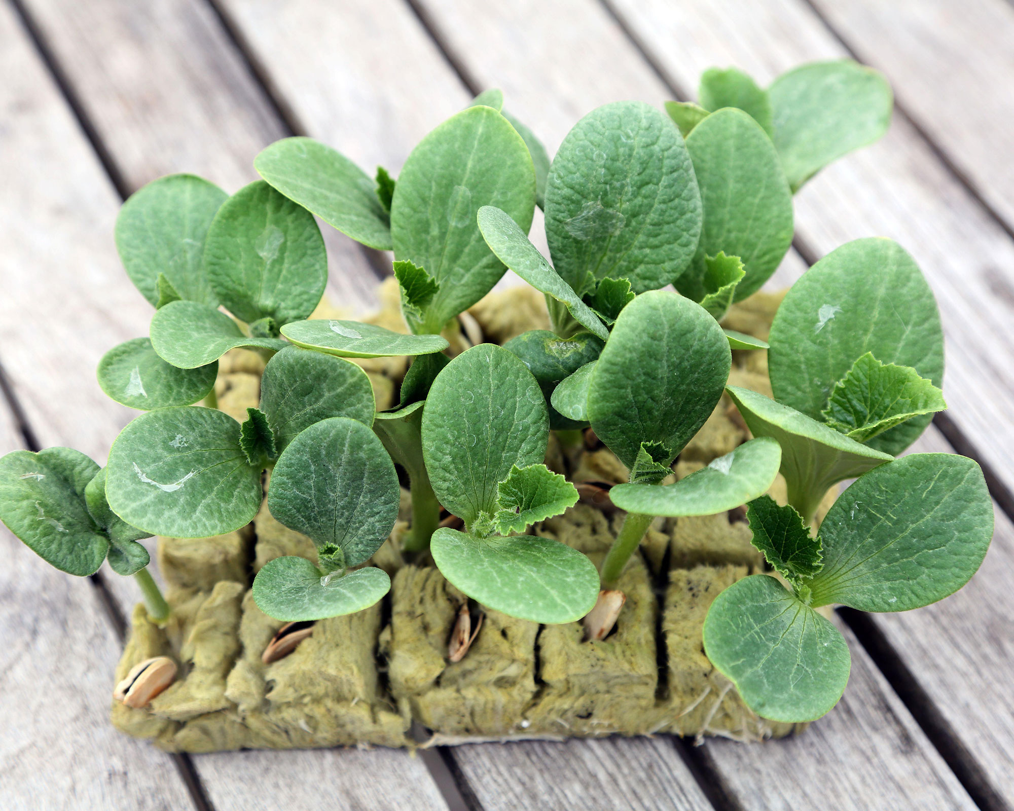 seedlings growing in rockwool
