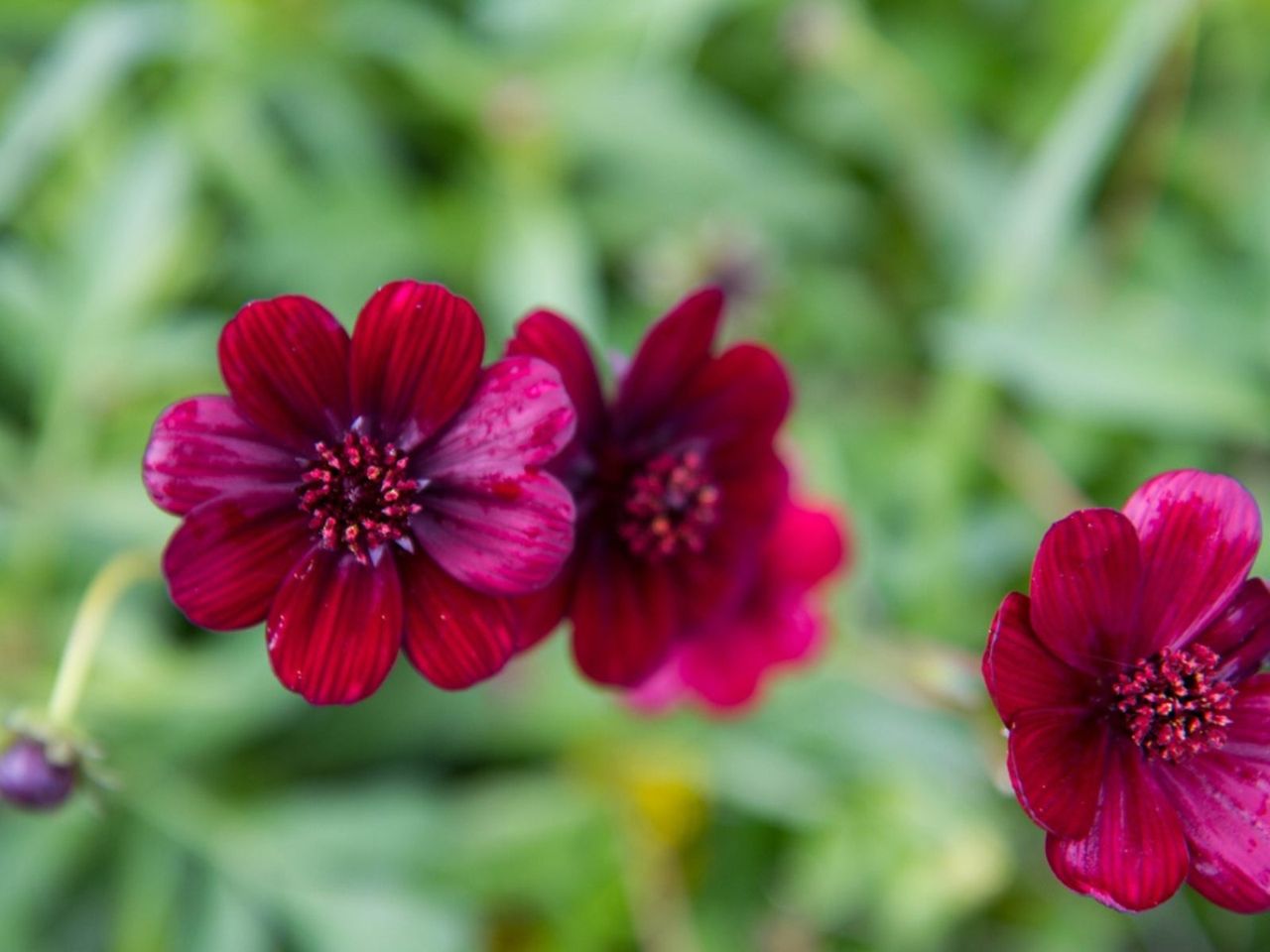 Red Chocolate Garden Plants