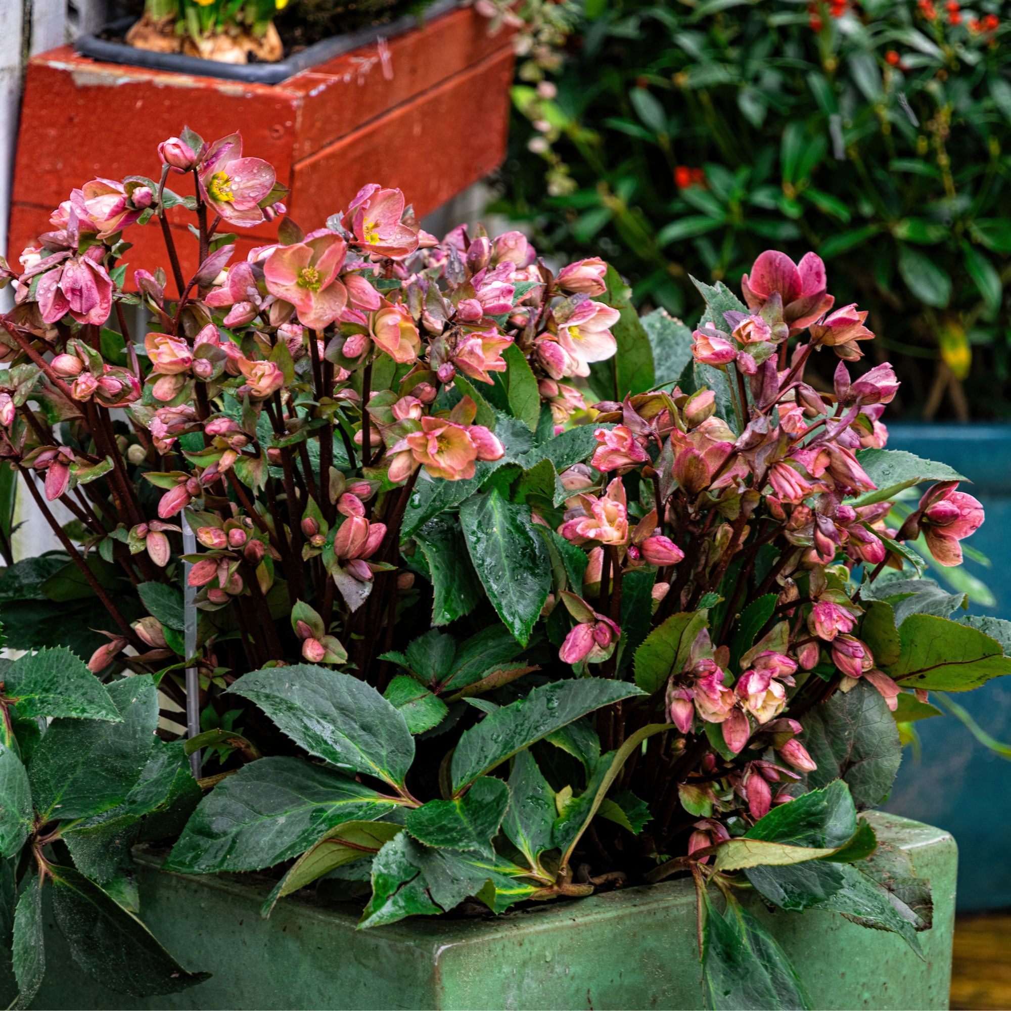 winter planter with hellebores