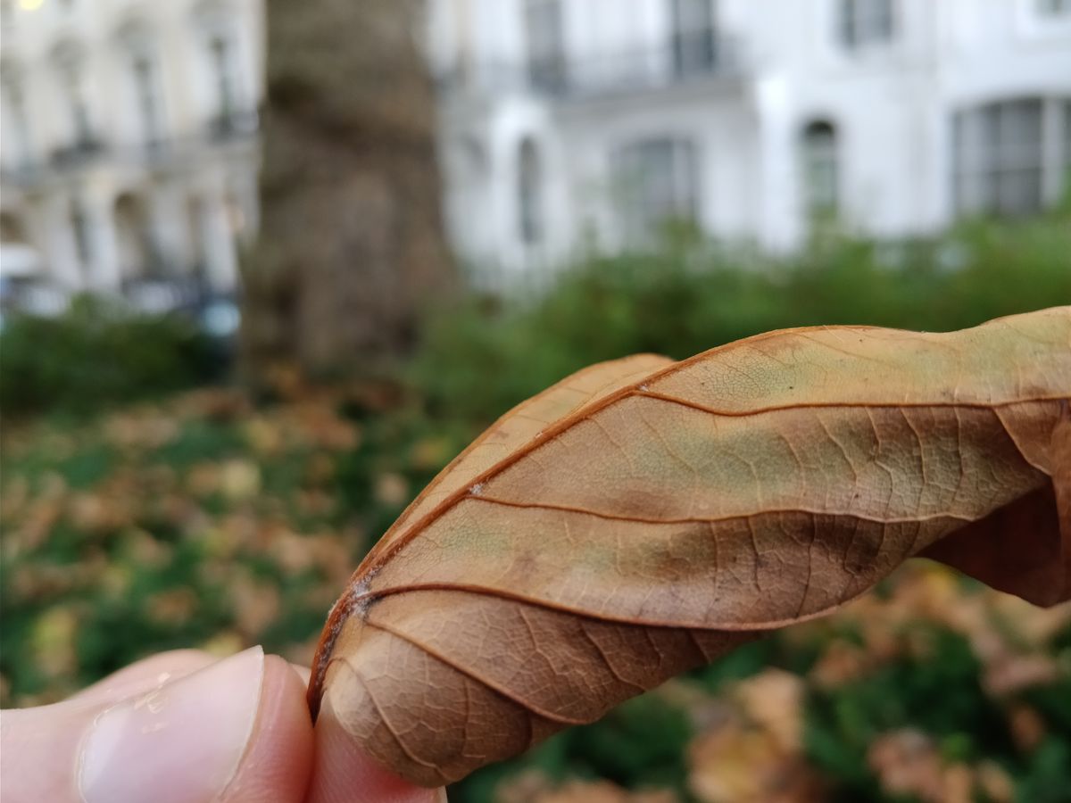 Up close, the OnePlus 5T can capture an impressive level of detail