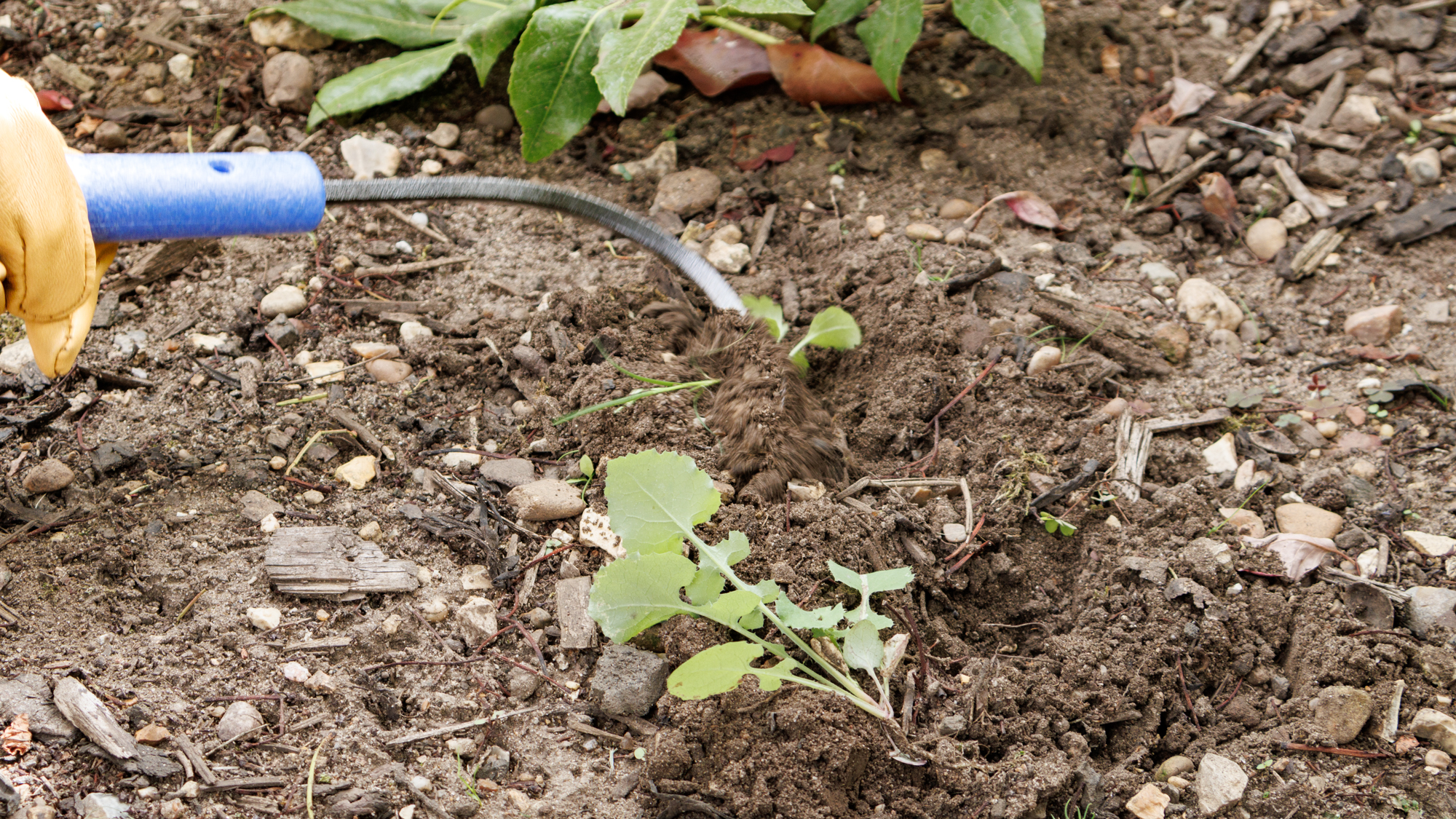 CobraHead hand weeder