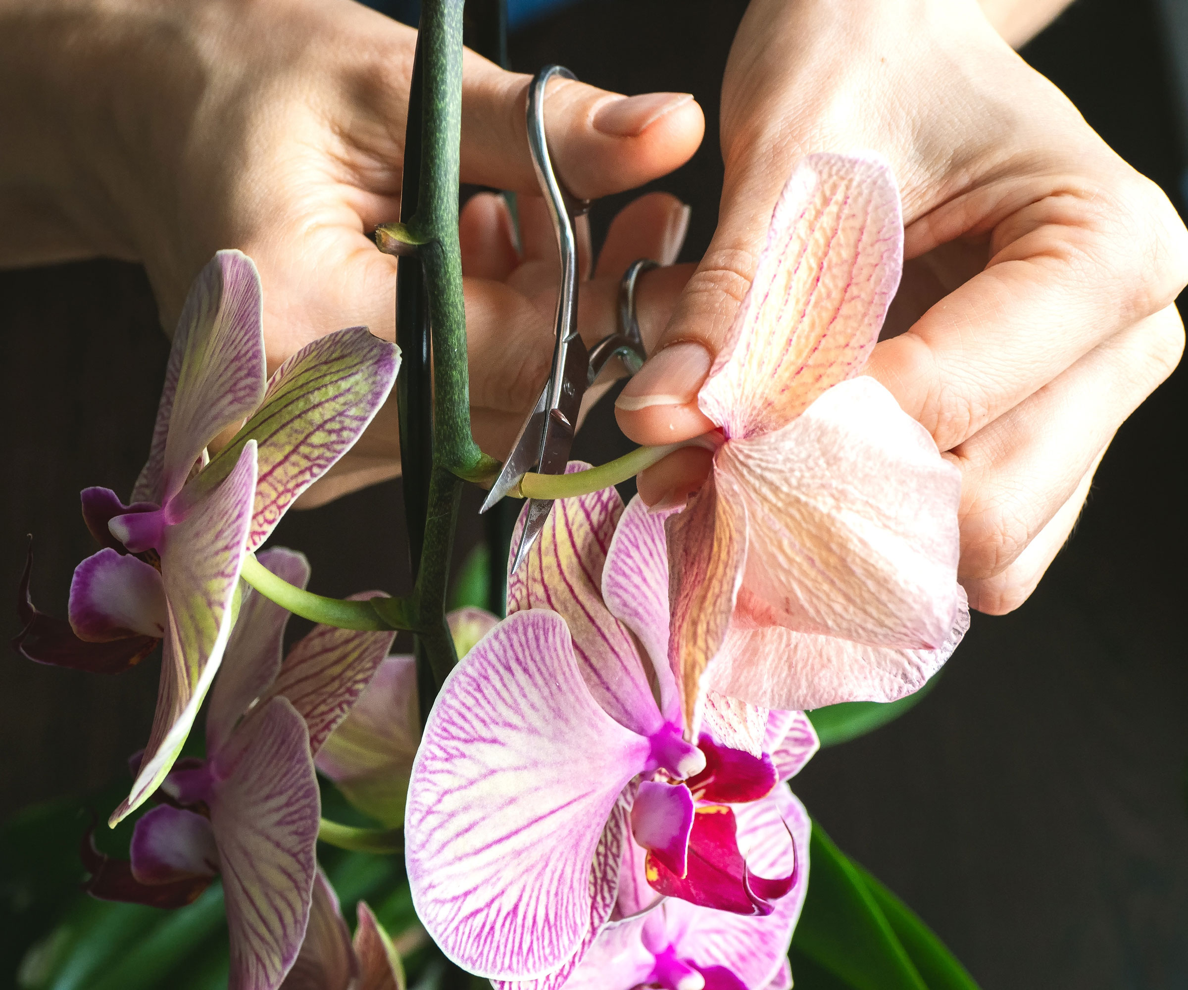 orchid plant being pruned with scissors