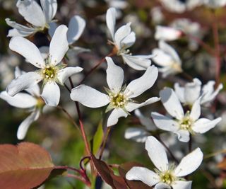 white flowers of serviceberry (Amelanchier laevis)