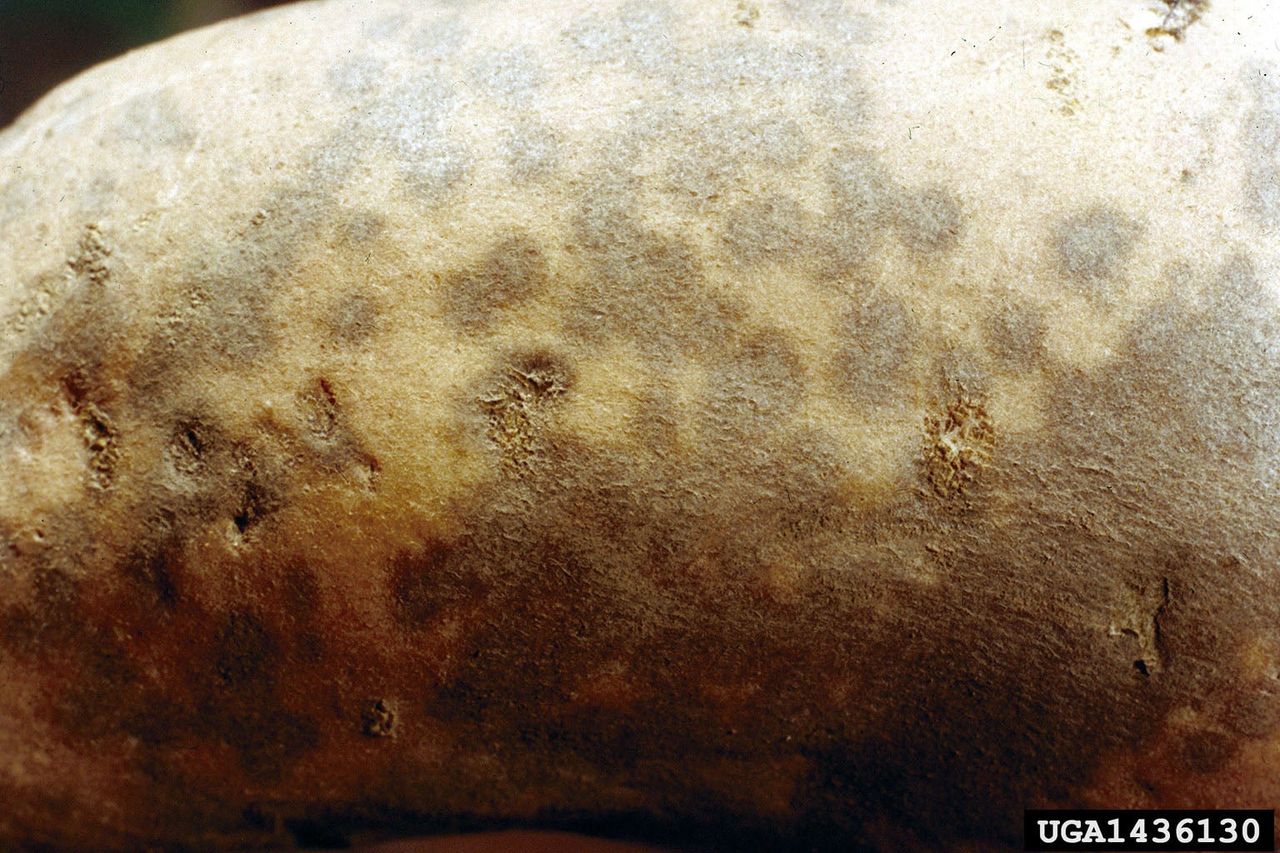 Dark Potato Scurf Spots On Whole Potato