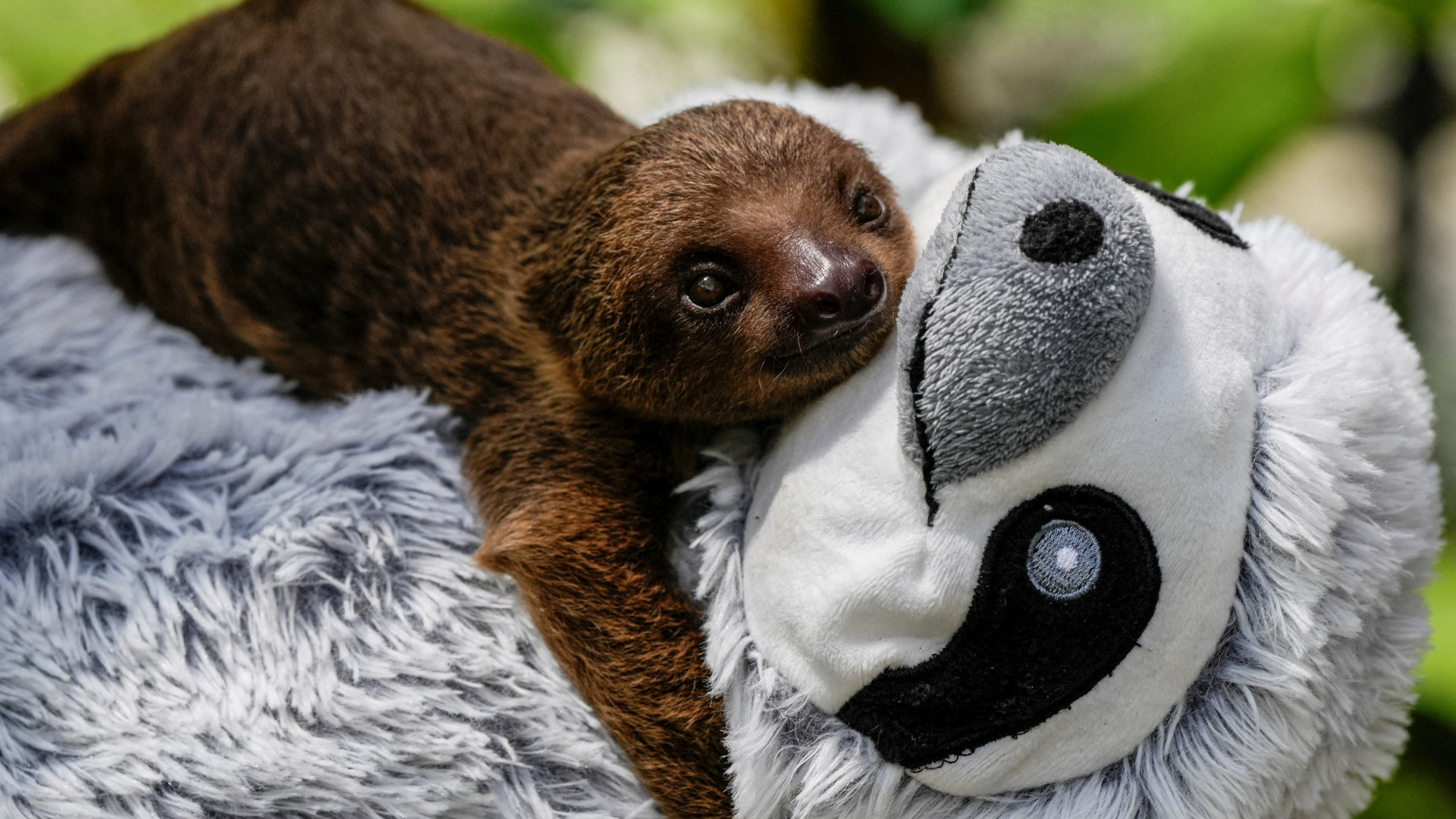 A sloth