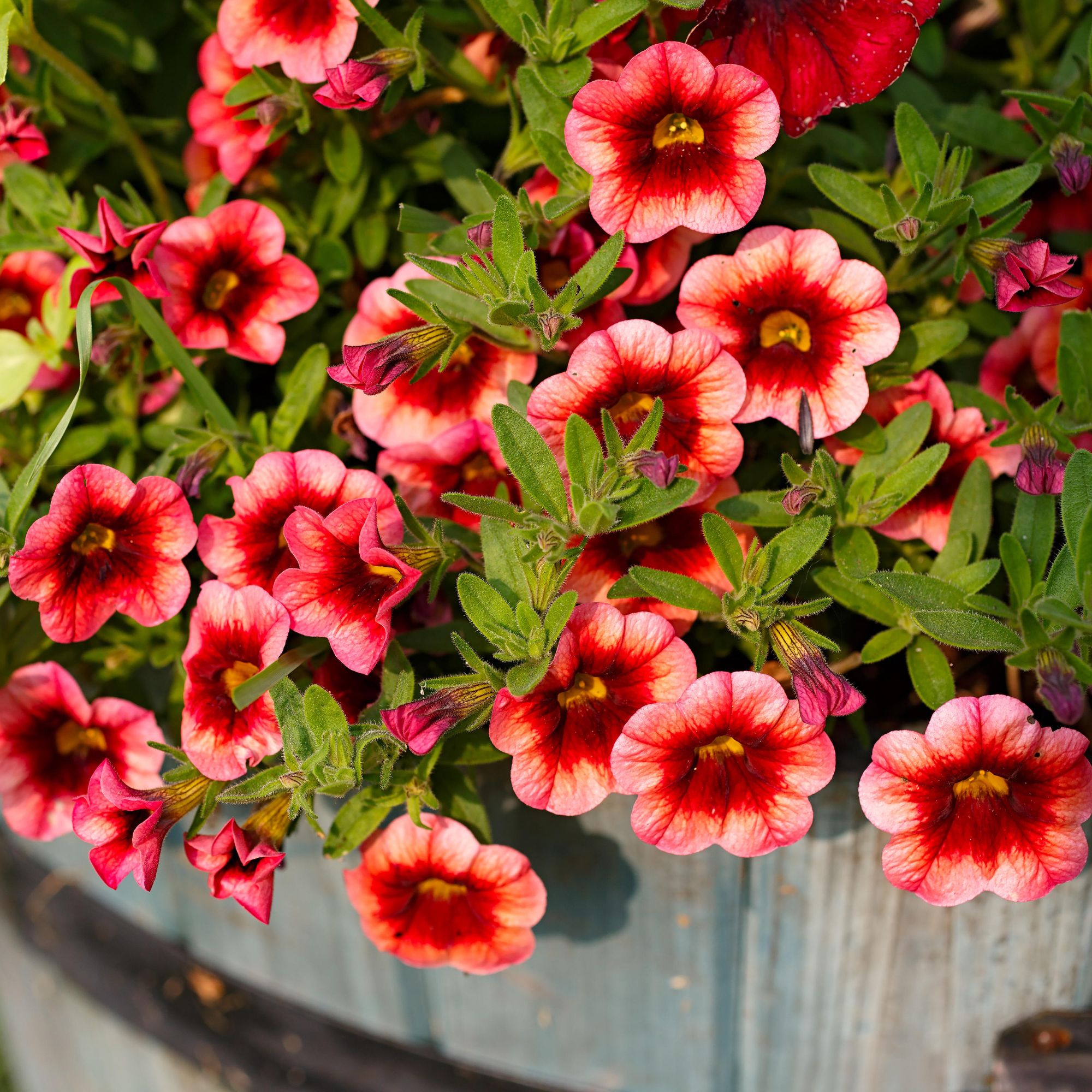 red Calibrachoa in pot