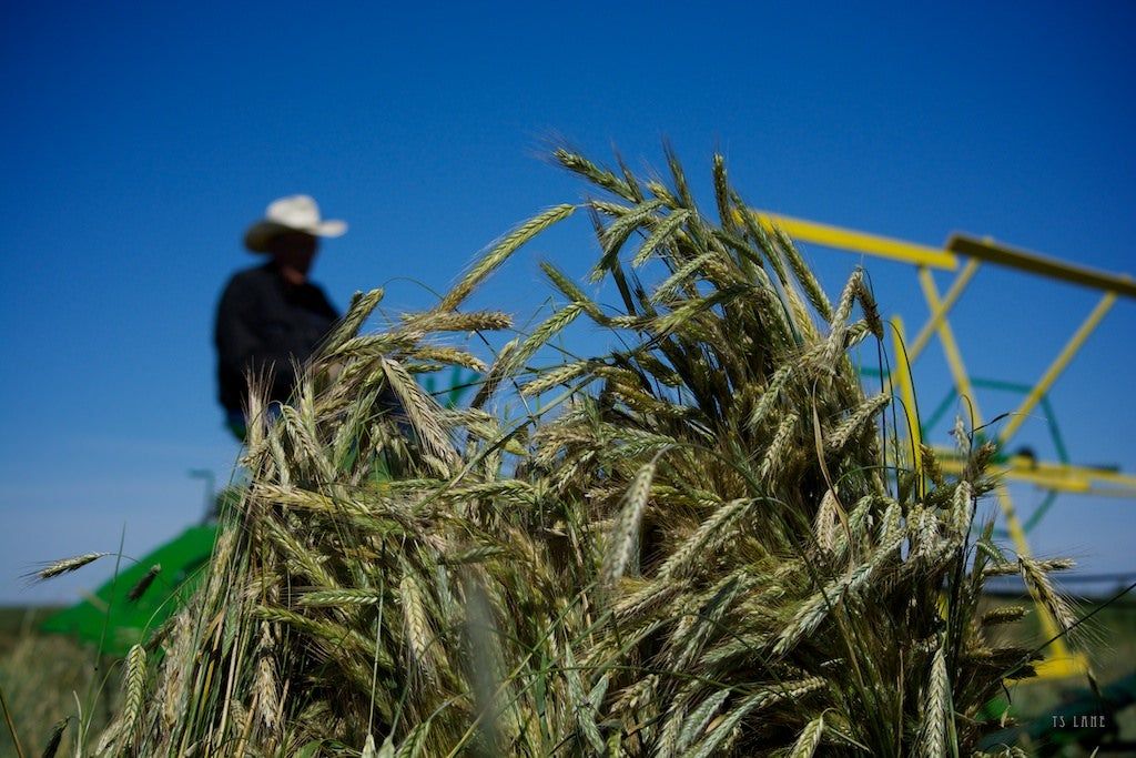 Farmer Harvesting Rye