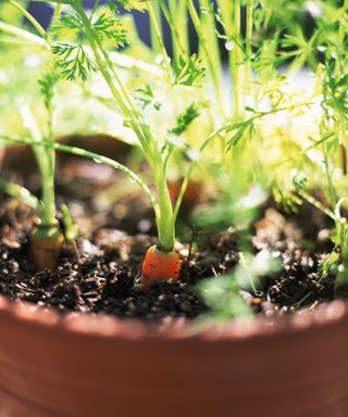 Growing carrots in pots