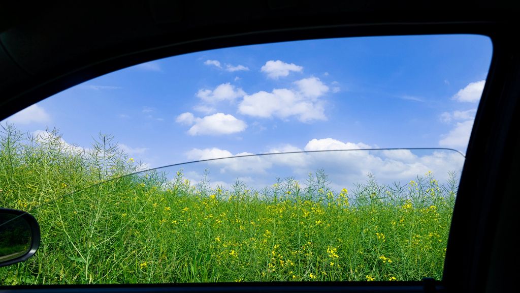 a view of flowers out a car window