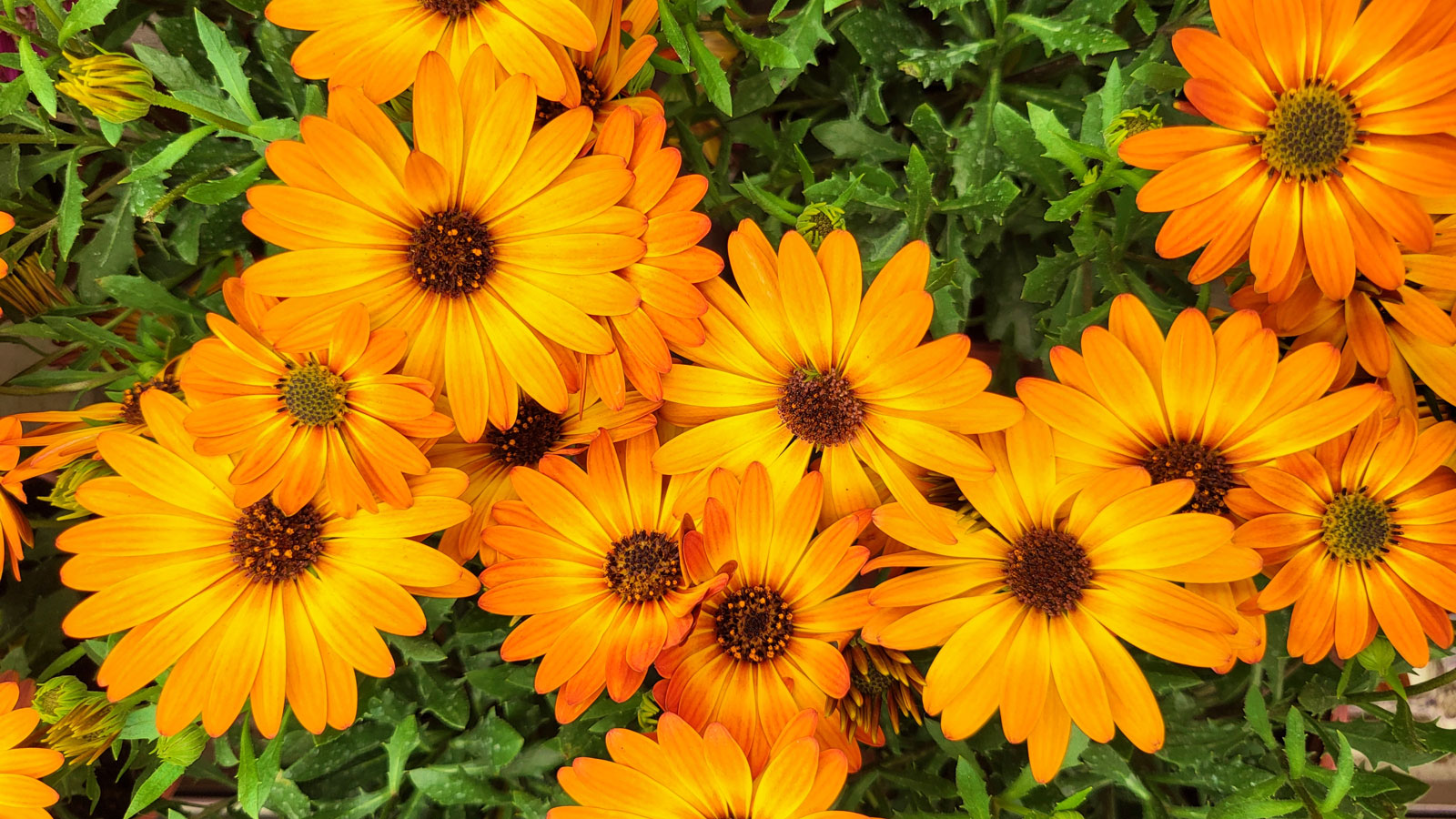 African daisy osteospermum flowers with orange yellow petals
