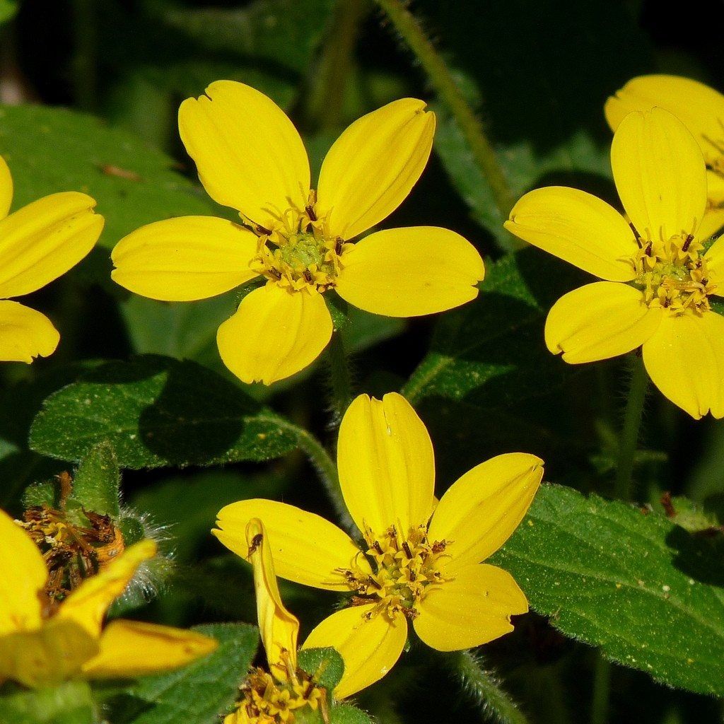 Golden Star Plants