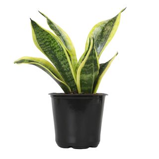 Altman Plants Easy Live Snake Plant, Sansevieria Superba