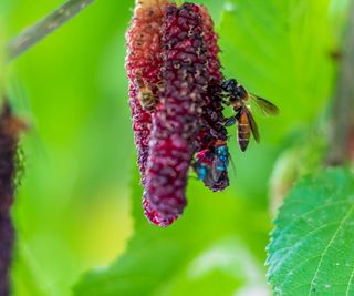 Bee on mulberry fruit