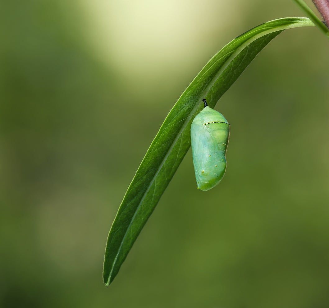 Butterfly Chrysalis On Leaf