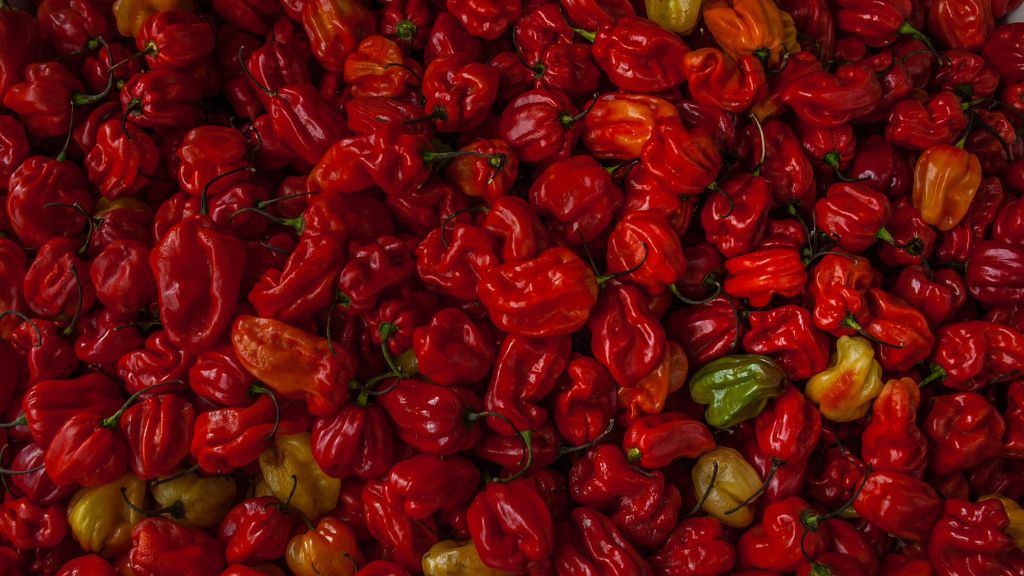 lots and lots of red hot chili peppers 