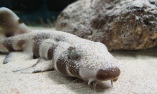 Here, a juvenile brown-banded bamboo shark.