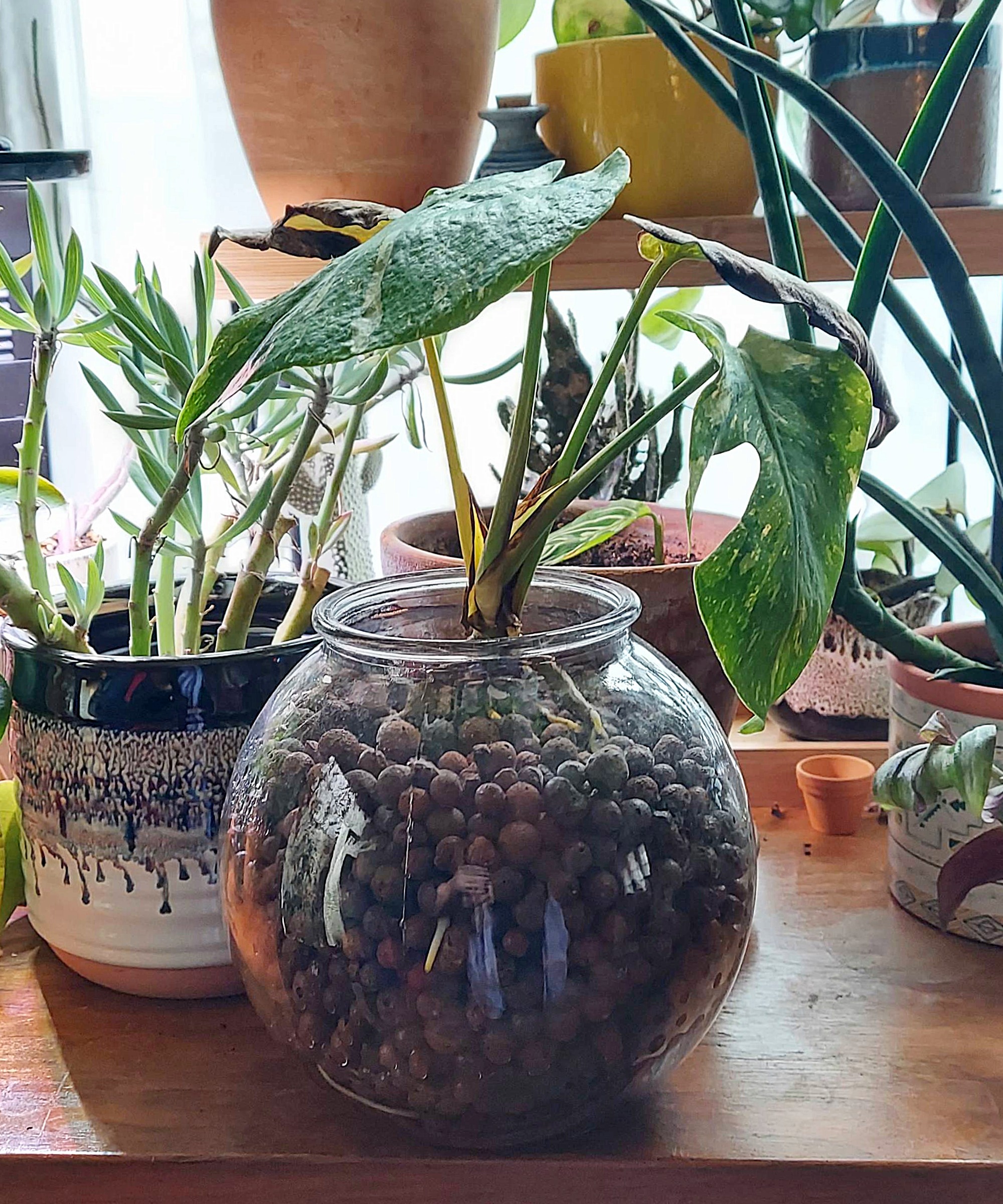 Thai Constellation monstera in LECA semi-hydroponics