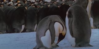 A scene from March Of The Penguins