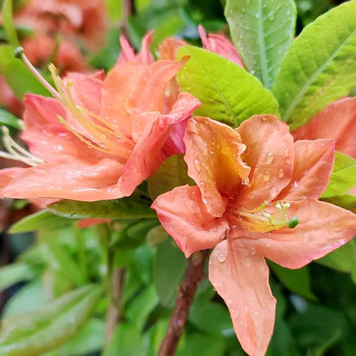 Mandarin Lights azalea showing orange flowers