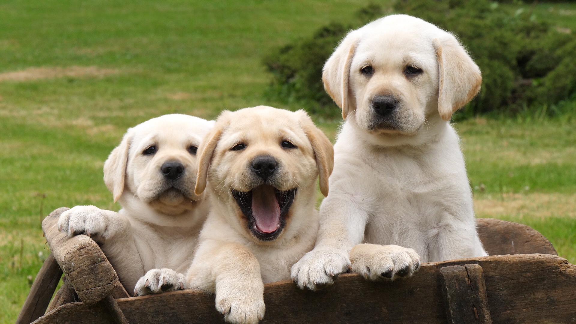 Yellow labrador puppies outside
